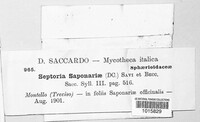 Septoria saponariae image